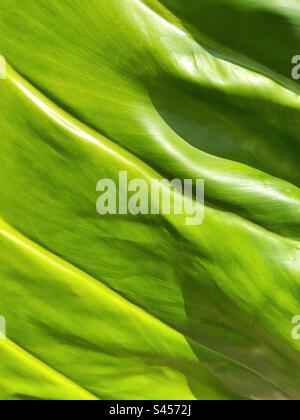 Vue rapprochée de la feuille d'une grande plante tropicale. Arrière-plans. Banque D'Images