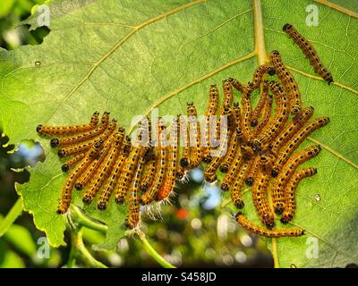 Chenilles de papillon à pointe de buff (Phalera bucephala) reposant en grappe sur une feuille de peuplier dans un jardin Hampshire Royaume-Uni Banque D'Images