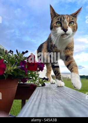 Chat marchant sur le rail à côté d'un pot de fleurs. Banque D'Images