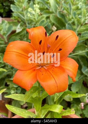 Belle fleur de lys orange dans un jardin de campagne anglais en été Banque D'Images