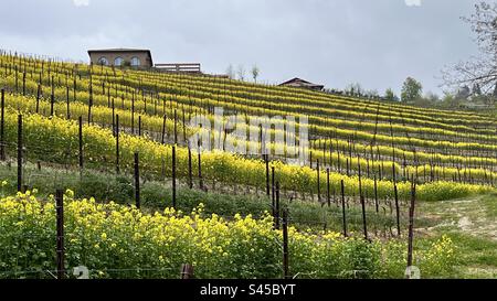 Parmi les vignes du Piémont Banque D'Images