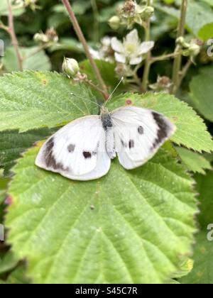 Chou White Butterfly reposant sur une feuille de ronce. Banque D'Images