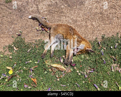 Un renard urbain mort (Vulpes vulpes) qui a été heurté par une voiture gisant sur le bord d'une route dans une ville du sud de l'Angleterre Banque D'Images