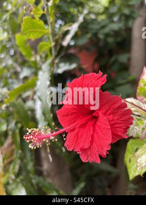 Fleur d'hibiscus rouge Banque D'Images