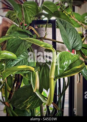 Gros plan d'Epipremnum aureum également connu sous le nom de pothos doré ou lierre du diable, vigne traînant vers le bas du pot sur l'étagère en métal. Banque D'Images