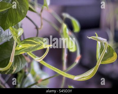 Gros plan d'Epipremnum aureum également connu sous le nom de pothos doré ou lierre du diable, vigne traînant vers le bas. Mise au point sélective. Banque D'Images