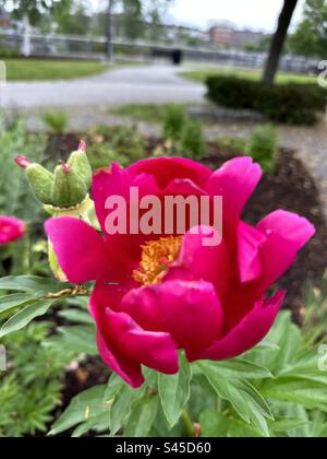 Paeonia lactiflora (pivoine chinoise, pivoine herbacée chinoise, ou pivoine commune de jardin) est une espèce de plante herbacée à fleurs pérennes Banque D'Images