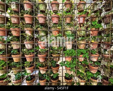 Plein cadre, arrière-plans pris de grand groupe de plantes en pot disposées dans le système de jardinage vertical à l'intérieur. Jardinage vertical. Jardinage urbain. Agriculture verticale en intérieur. Respectueux de l'environnement. Banque D'Images