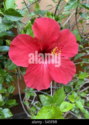 Belle fleur d'hibiscus rouge d'un jardin en Espagne Banque D'Images