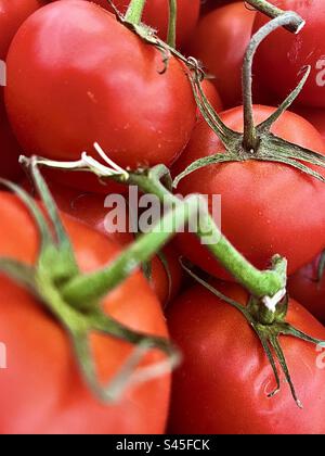 Tomatos sur tige Banque D'Images