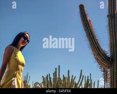 Jeune femme aux cheveux longs aux lunettes de soleil et robe jaune debout et regardant des cactus grands et minces contre un ciel clair et bleu et des amas de cactus. Mode. Banque D'Images