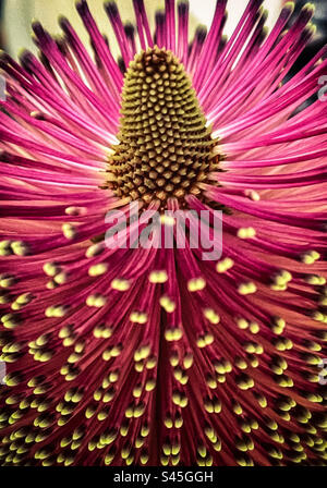 Gros plan sur la partie supérieure de Banksia Bloom. Fleur indigène australienne. Arrière-plans. Motif naturel. Banque D'Images