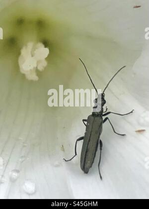 Beetle à l'intérieur Bell wed fleur Banque D'Images