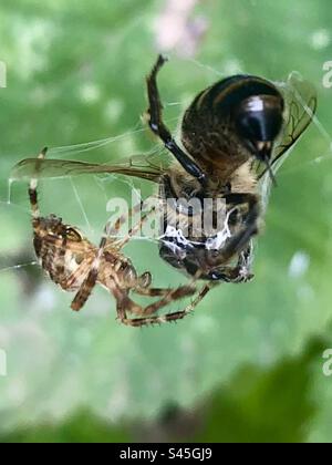 Bataille d'araignée et de guêpe dans Webb of Spider Banque D'Images