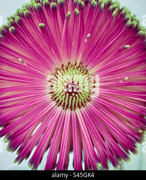 Gros plan de la partie supérieure de la fleur de Banksia. Macrophotographie. Motif naturel. Symétrie. Banque D'Images