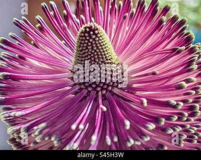 Vue rapprochée de la partie supérieure de la fleur de Banksia. Macrophotographie. Motif naturel. Symétrie. Fleur indigène australienne. Banque D'Images