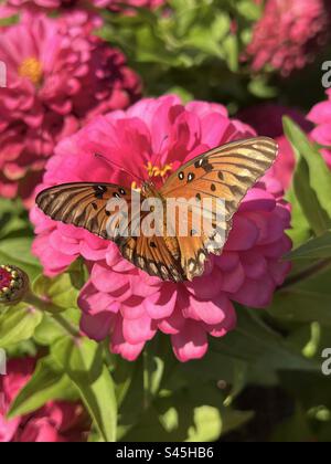 Papillon fritillaire du Golfe sur zinnias roses Banque D'Images