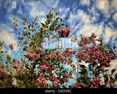 Baies de marron comestibles de Syzygium smithii ou lilly pilly, un arbuste australien à feuilles persistantes fruitées en hiver contre un ciel bleu nuageux. Bush plisseur. Nourriture Bush. Banque D'Images