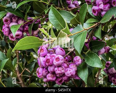 Gros plan de baies de marron comestibles de Syzygium smithii ou de lilly pilly, arbuste australien à feuilles persistantes et fruitées en hiver appartenant à la famille des Myrtaceae. Bush Tucker, nourriture du Bush, baies médicinales. Banque D'Images