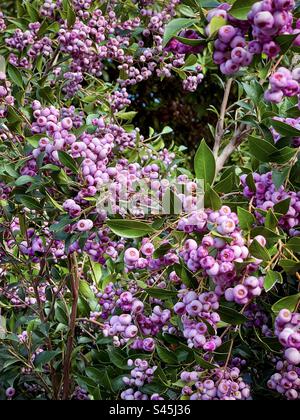 Récolte en arrière-cour. Baies comestibles de lilly pilly de Syzygium smithii, arbuste australien à feuilles persistantes fruitées en hiver. Bush plisseur. Baies médicinales. En forme de coeur. Banque D'Images