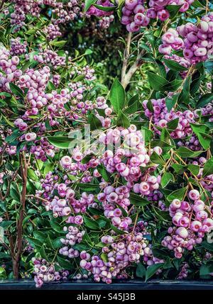 Récolte en arrière-cour. Baies comestibles de lilly pilly bordeaux de Syzygium smithii, arbuste indigène australien à feuilles persistantes fruitées en hiver. Baies médicinales. Nourriture/nourriture traditionnelle du Bush. Banque D'Images