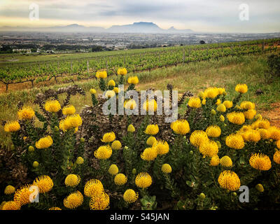 Un coussin d'épingle jaune protea avec Table Mountain en arrière-plan. Cette photo a été prise au mois d'octobre depuis les collines de Brackenfell au Cap. Banque D'Images