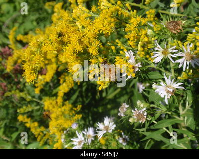 Une abeille sur des fleurs de verge d'or Banque D'Images
