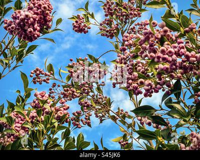 Vue à faible angle des baies comestibles de lilly pilly bordeaux de Syzygium smithii arbuste, une plante indigène australienne à feuilles persistantes, contre un ciel bleu avec des nuages. Nourriture/nourriture traditionnelle du Bush. Baie médicinale. Banque D'Images