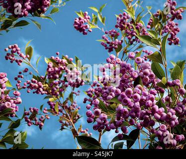 Cliché artistique de baies comestibles de lilly pilly bordeaux de Syzygium smithii, un arbuste australien indigène à feuilles persistantes de la famille des Myrtaceae contre un ciel bleu avec des nuages. Nourriture traditionnelle du Bush. Baie médicinale. Banque D'Images