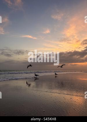 Coucher de soleil sur le golfe du Mexique Floride Emerald Coast avec des silhouettes d'oiseaux Banque D'Images