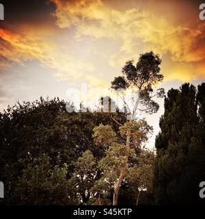 Coucher de soleil contre un groupe d'arbres dans un grand jardin au Royaume-Uni Banque D'Images