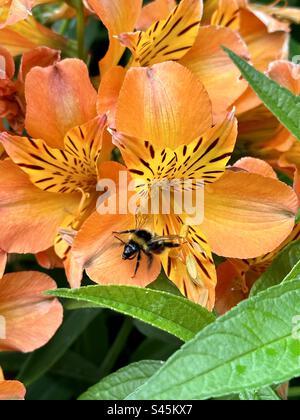 Bumblebee sur un lys péruvien. Banque D'Images