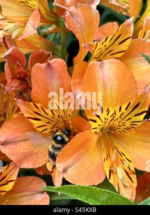 Bumblebee sur Peruvian Lily Banque D'Images