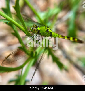 Libellule pondhawk mâle Banque D'Images