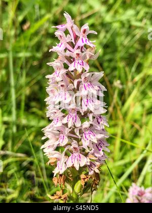 Orchidée commune des marais (Dactylorhiiza grandis) poussant dans la réserve naturelle de St Catherine's Hill, Winchester, Hampshire, Royaume-Uni. Banque D'Images