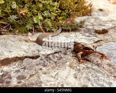 Serpent d'herbe mangeant la grenouille Banque D'Images