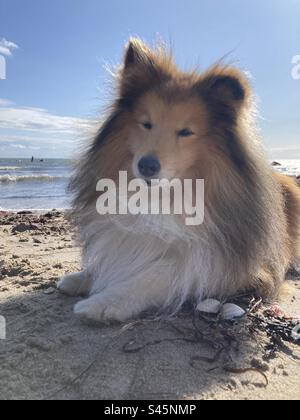 Chien mignon assis sur la plage Banque D'Images