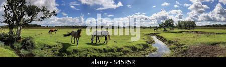 Poneys pâturant à côté de Beaulieu River, Longwater Lawn, New Forest, Hampshire Banque D'Images