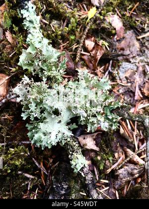 Lichen parmi la litière Woodland Leaf Banque D'Images