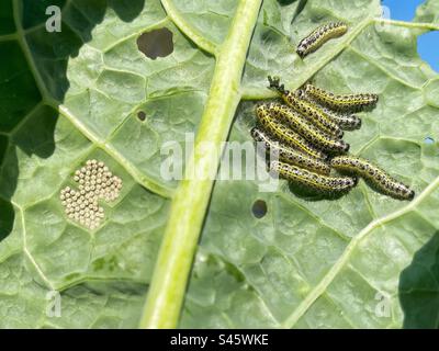 Gros chou papillon blanc (Pieris brassicae) oeufs et chenilles Banque D'Images