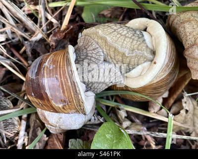 Accouplement d'escargots romains ou de Bourgogne, Suisse Banque D'Images