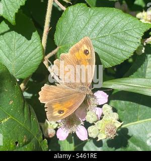 Papillon brun de prairie (Maniola jurtina) sur un buisson de mûres, High Bickington, North Devon, Angleterre, Royaume-Uni. Banque D'Images