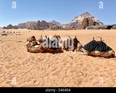 Troupeau de chameaux devant le camp de Beduin à Wadi Rum Banque D'Images