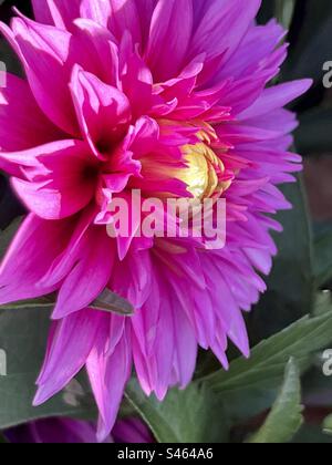 Dahlia rose avec centre jaune et feuillage vert en arrière-plan Banque D'Images