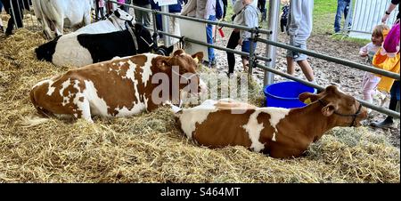 Bétail à South glos show 2023 Banque D'Images