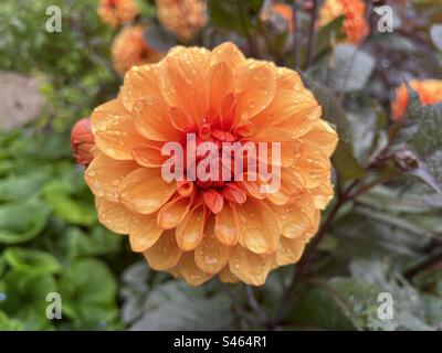 Dahlia orange « David Howard » en fleur Banque D'Images