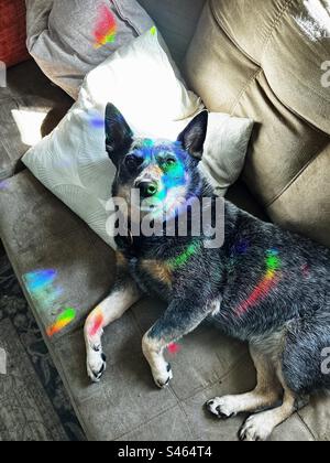 Rainbow Blue Heeler Banque D'Images