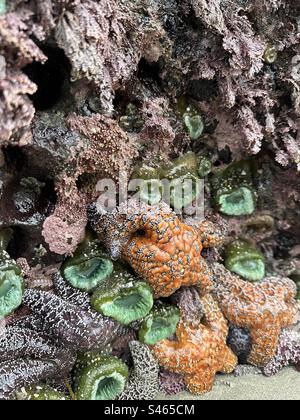 Étoiles de mer et anémones de mer, accrochées à une roche de pile marine à Bandon, Oregon pendant une marée basse. Banque D'Images