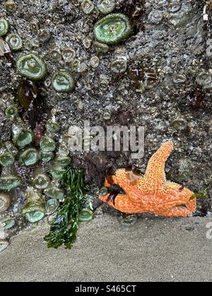Anémones de mer et étoile de mer attachées à un rocher à marée basse à Bandon Oregon. Banque D'Images