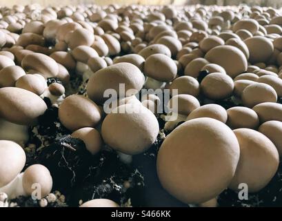 Champignons poussant sur un sol noir Banque D'Images